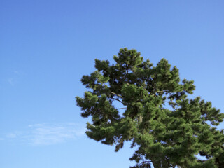 青空と松