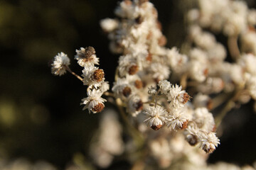 White flowers in autumn