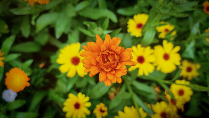 Common marigold or pot marigold  closeup shoot with yellow pot marigold background