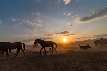 Naklejka na ściany i meble Wild horses run in foggy at sunset. Near Hormetci Village, between Cappadocia and Kayseri, Turkey