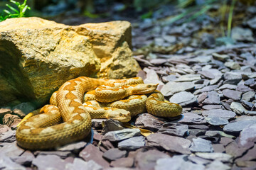 Two Horned vipers on the ground