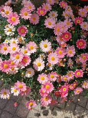 flowers in the garden