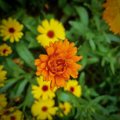 Closeup shot of pot marigold flower with green background with flowers and leafs. 