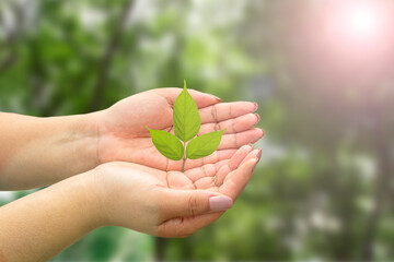 Tree in hands