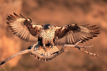 The Bonelli's eagle (Aquila fasciata) young female lands on a dry branch with orange rocks as a background. A large eagle in flight in the morning orange light.