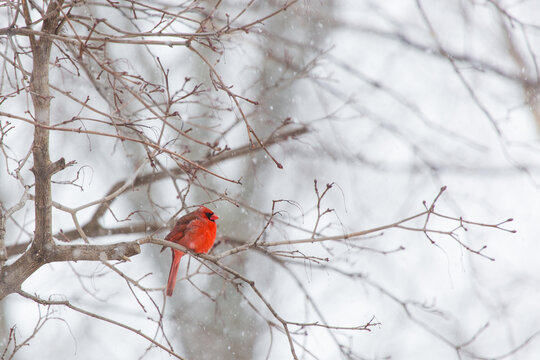 Bright red male Cardinal sitting on a winter branch while it is snowing around him