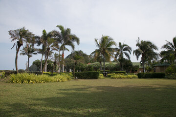 Tropical garden with palm trees in the lawn on the seafront