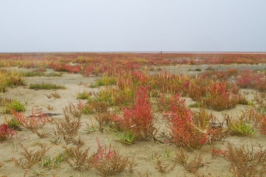 Saltmarsh on the coast of the Dutch island Schiermonnikoog in autumn, a field of salt tolerant vegetation, mainly Herbaceous seepweed and Glasswort, coloring red 