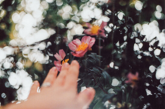 Hand reaching out to camellia flowers