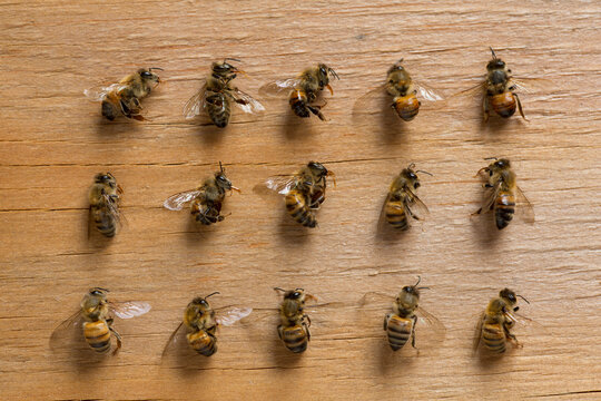 Deceased Honey Bees