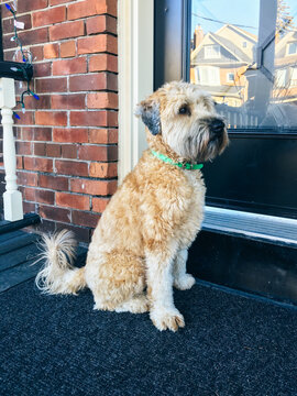 Dog standing at his front door