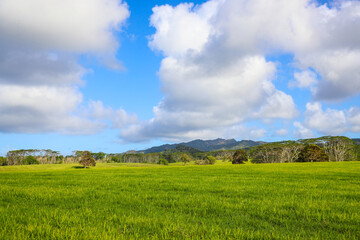Obraz premium Jurassic Ranch, Kauai, Hawaii 