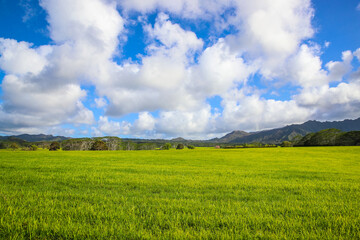 Jurassic  Ranch, Kauai, Hawaii
