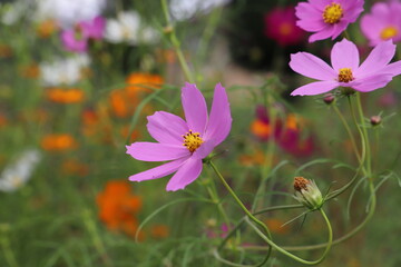 Fototapeta premium 日本の秋の野原に咲くコスモスの花