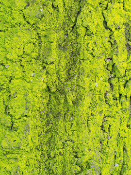 樹の幹 Photos Royalty Free Images Graphics Vectors Videos Adobe Stock 樹の幹 Photos Royalty Free Images Graphics Vectors Videos Adobe Stock