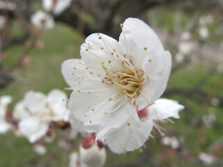 梅の花