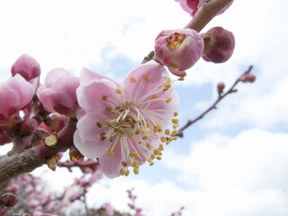 梅の花