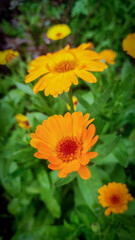 Closeup shot of pot marigold flower with green background with flowers and leafs. 