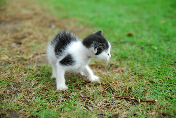 close up domestic kitten learns to walk on green grass
