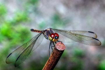 close-up of dragonfly on iron
