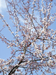 ベニバスモモの花