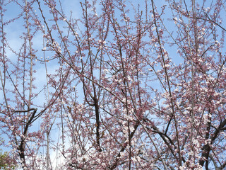ベニバスモモの花