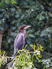 cormorant in a tree.