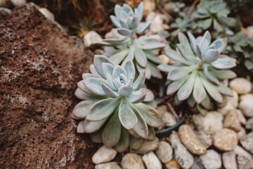 Green succulent plants