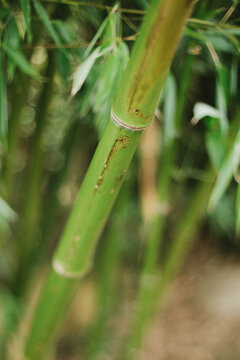 bamboo