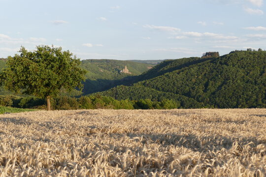 Landschaften mit Feldern und Ehrenburg im Hintergrund bei Brodenbach an der Mosel
