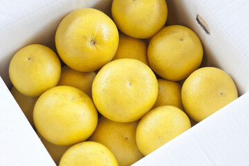 段ボールの箱に入った文旦