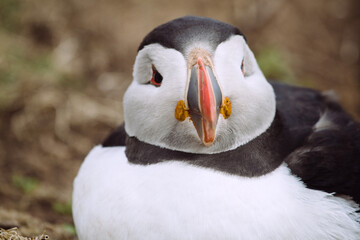 A rather rotund puffin