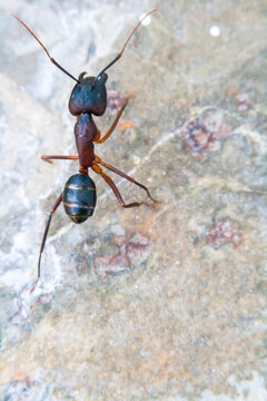 Army ant