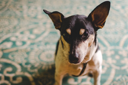 Dog sitting on a turquoise rug