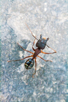 Army ant