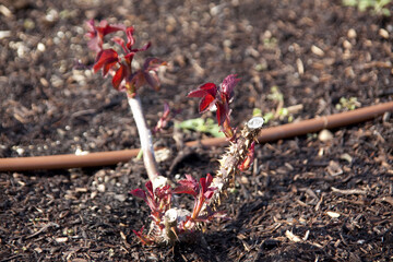バラの苗の新芽