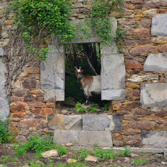 Carré une chèvre espagnole à la fenêtre à Urdax (31711), Navarre en Espagne, Europe