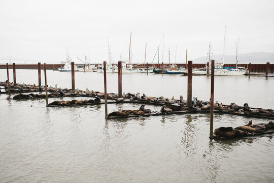 seals on docks at oregon coast