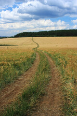 Country road in a wheat field