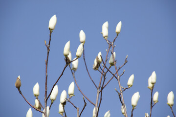 Fototapeta premium ハクモクレンのつぼみ