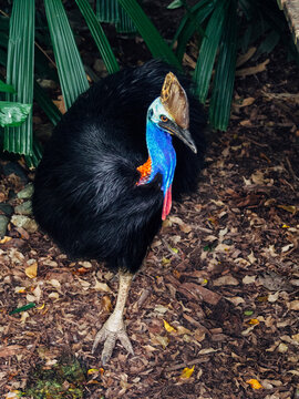 Cassowary bird in Australian rain forest