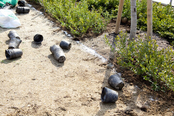 公園の植木の植栽
