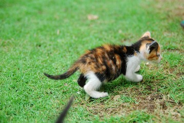 Naklejka na ściany i meble close up domestic kitten learns to walk on green grass