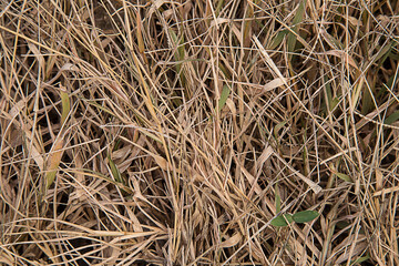 Dry turf grass texture