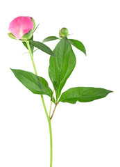 Pink peony flower with green leaves isolated on a white background. Beautiful pink peony flower.