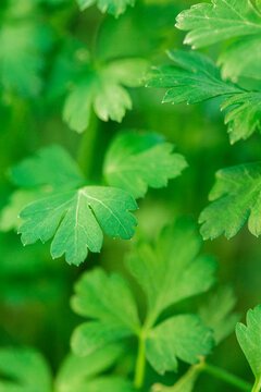 Close up of fresh organic parsley growing in vegetable garden