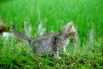 cute domestic kitten on green grass