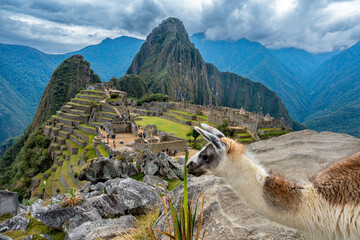 Alpaca at the lost Inca city Machu Picchu in Peru.