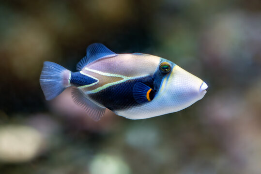 triggerfish