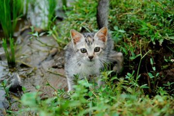 cute domestic kitten on green grass
